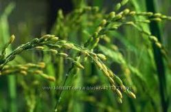 #3: рисовое масло