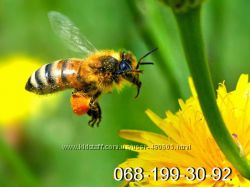 #6: пчёлы