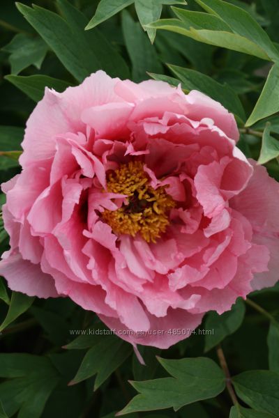 деревоподібні півонії