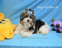 Йорки и БИВЕР Йорки Щенки VIP-класса Супер-мини и стандарт. Киев.