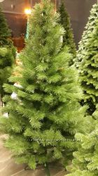 #4: сосна Скандинавська