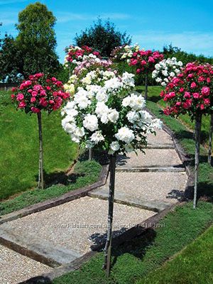 Декоративные растения 4